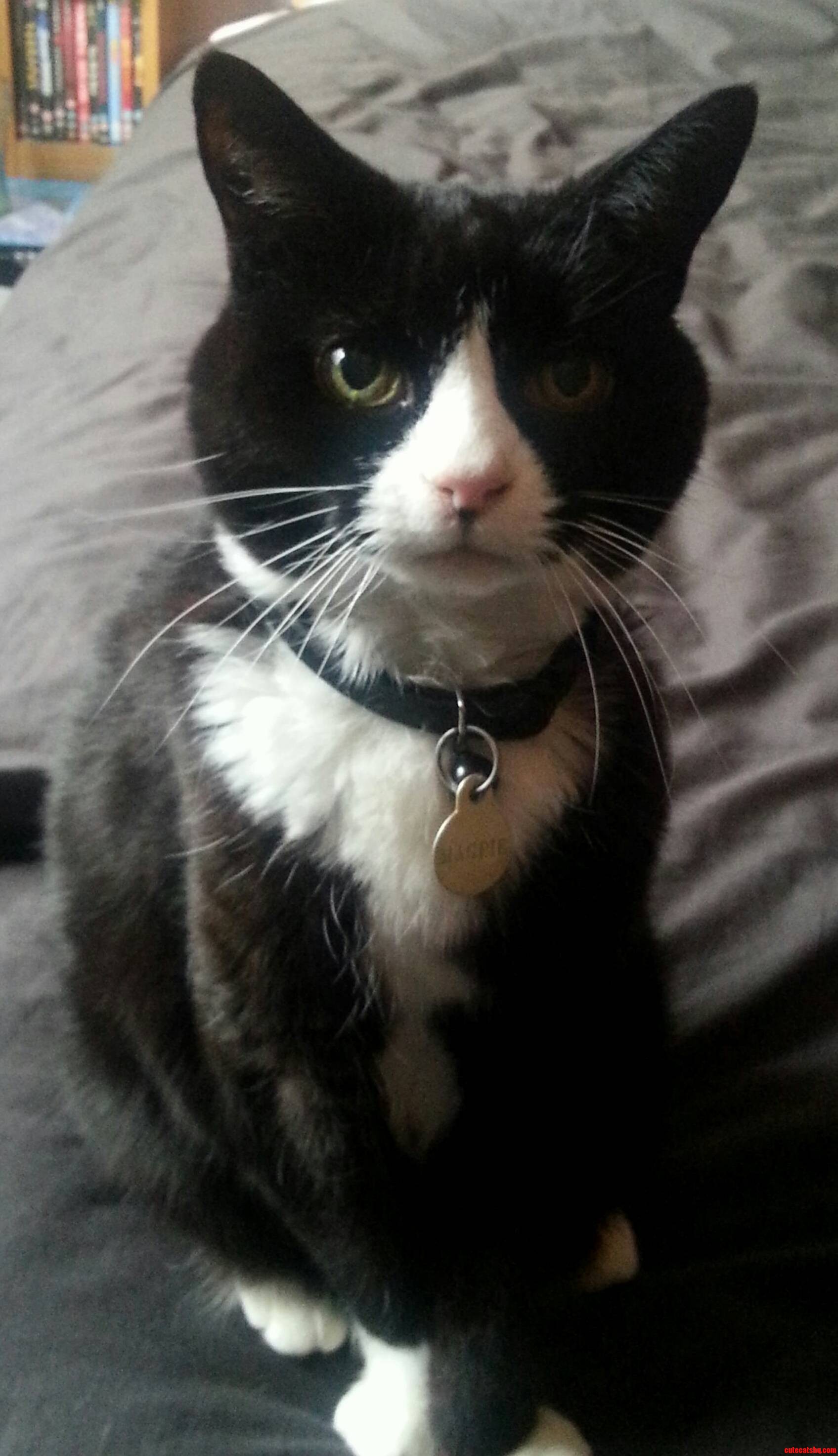 This Is Magpie Shes 16 but I Think She Looks Younger.