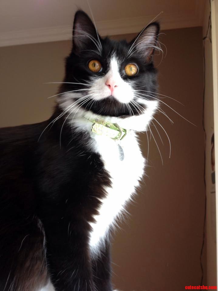 This Is Max Shes All Fluff and Whiskers with Just a Little Cat Hidden Underneath.