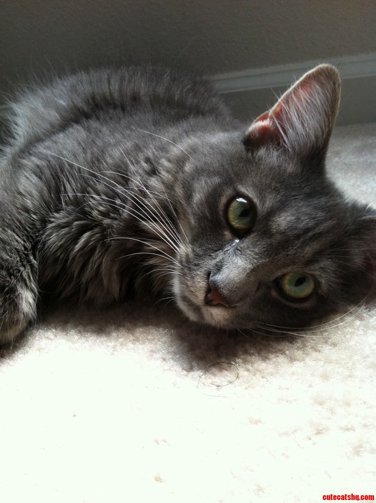 This Is Maxwell. He Refuses to Eat Food Out of a Bowl He Hides in the Bathtub and He Is My Best Friend.