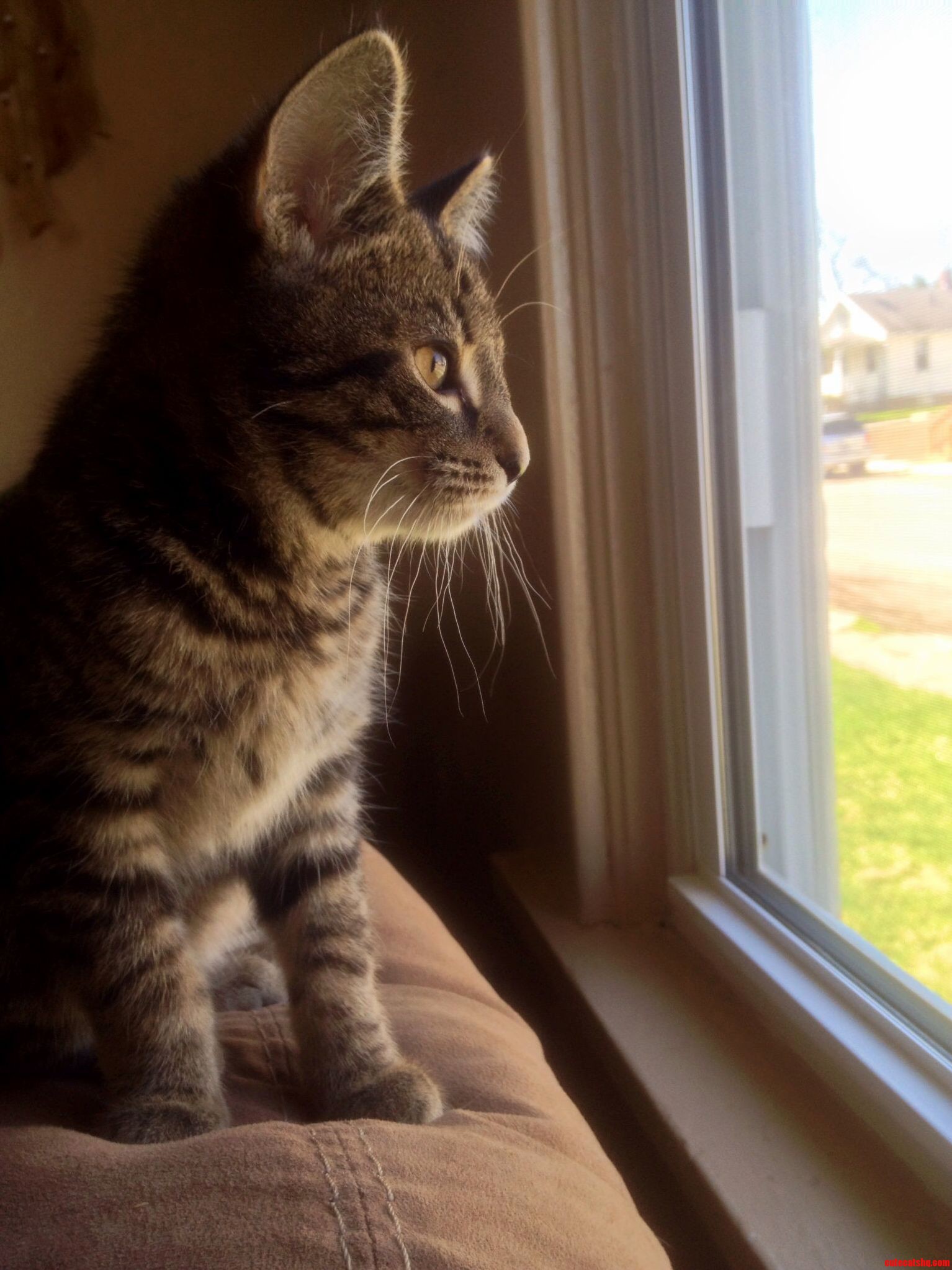 This Is My Boyfriends Cat Tigger Hes 6 Weeks Old