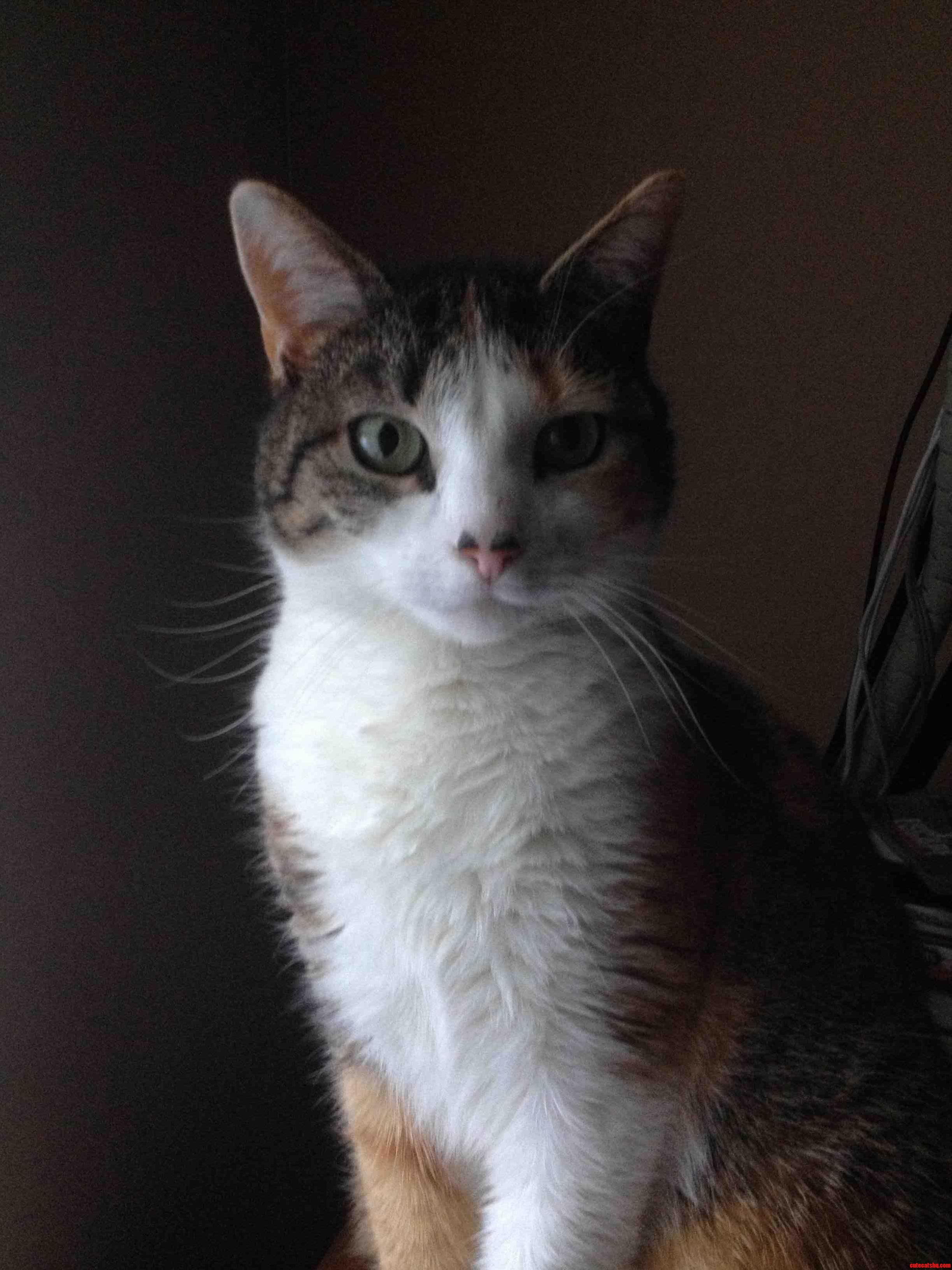 This Is My Cat Blossom the Beautiful Mom Cat.
