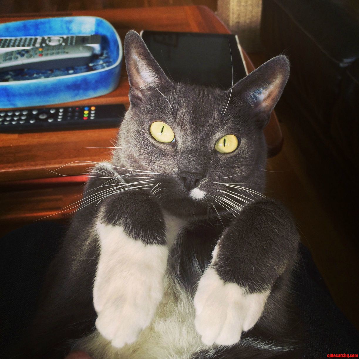 This Is My Cat Morri. I Am Studying Abroad So He Lives with My Mom Now. I Miss That Grumpy Face