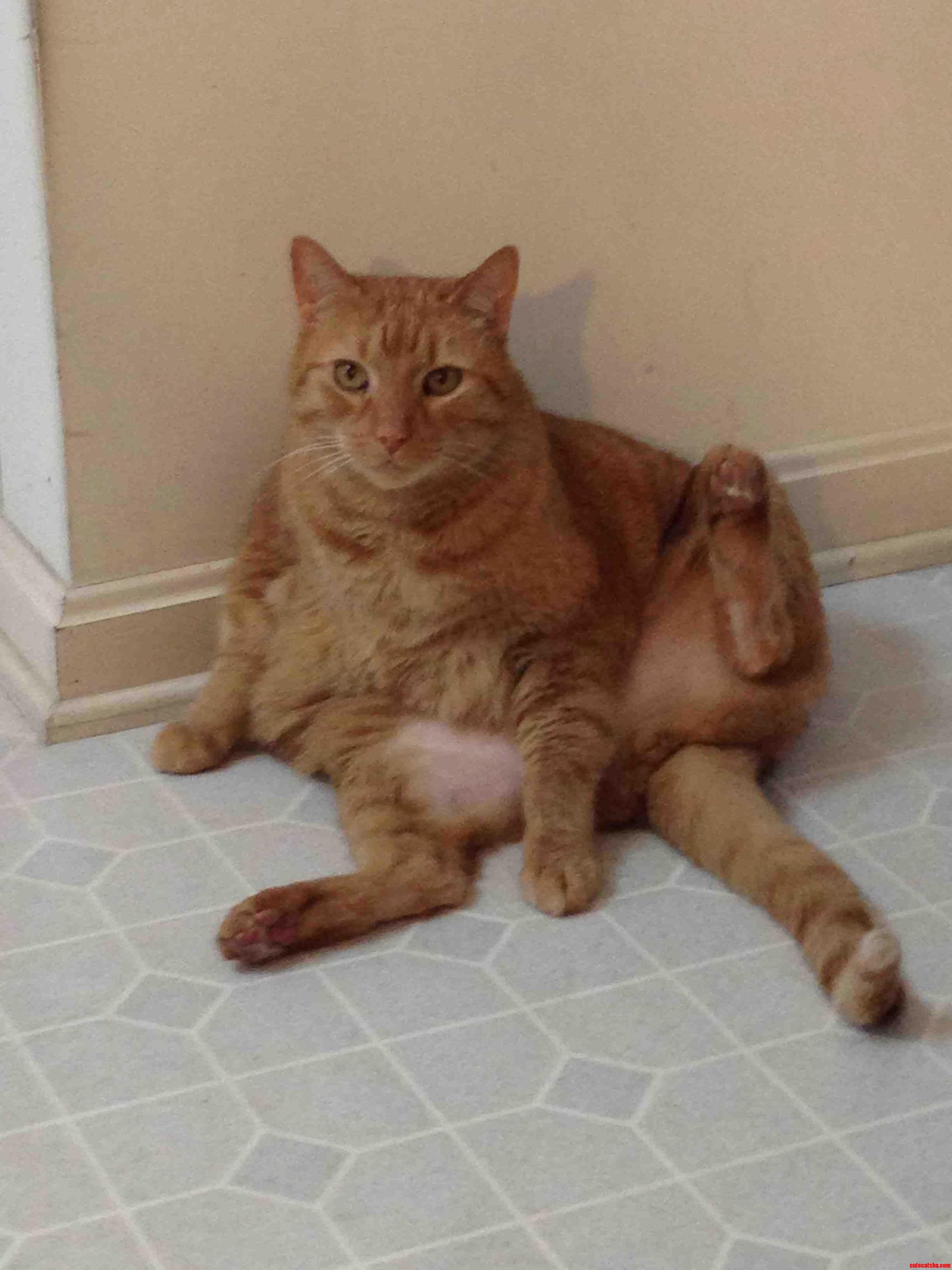 This Is My Cats Preferred Position to Sit in