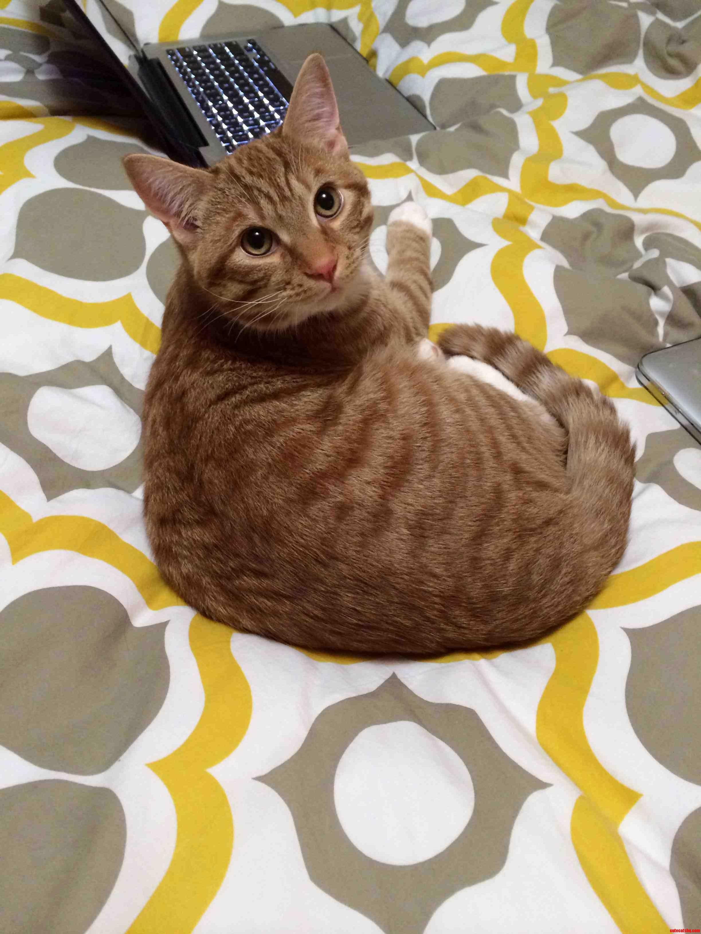 This Is My Little Guy Louie