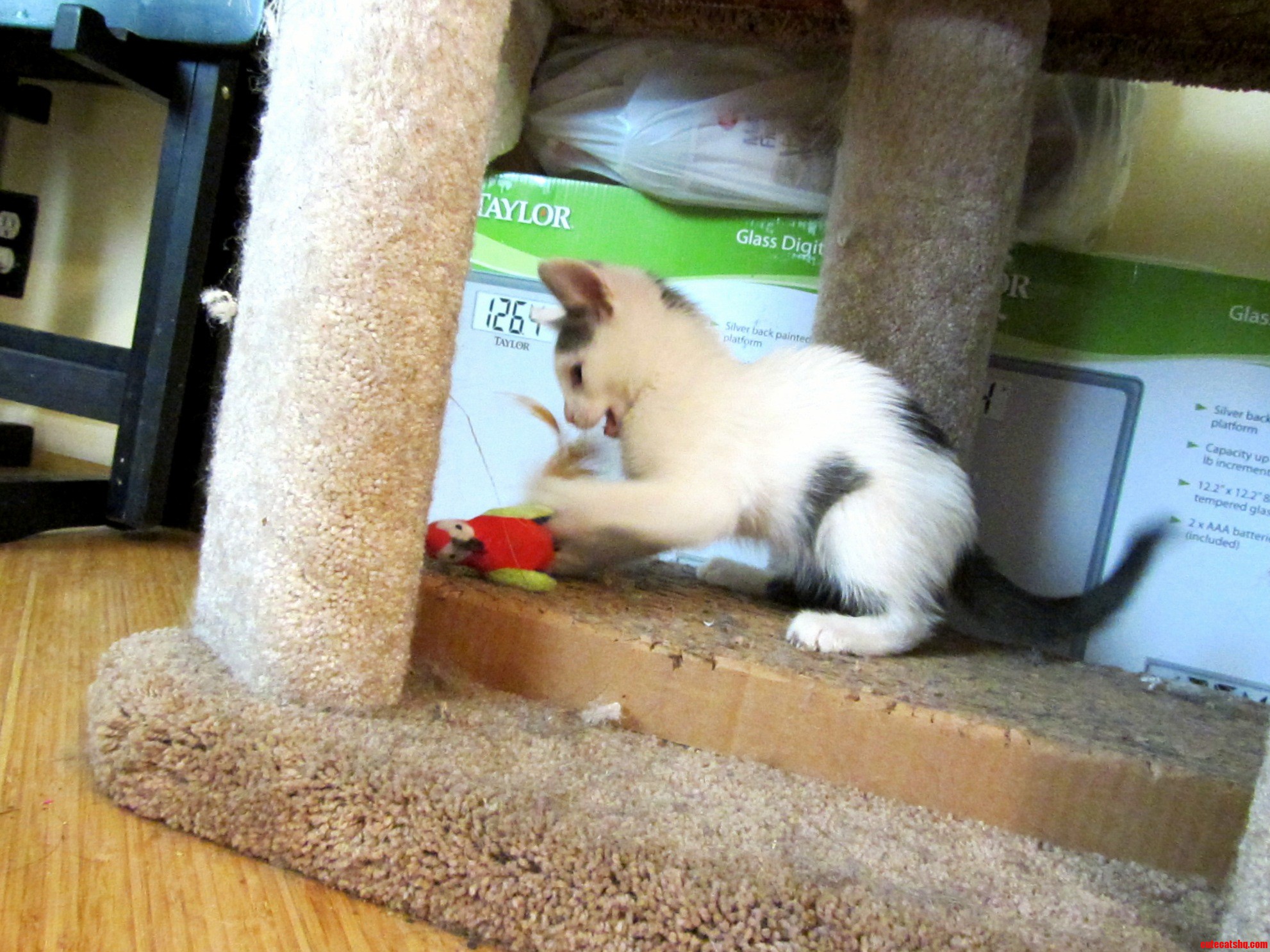 This Is My Tiny 8 Week Old Kitten