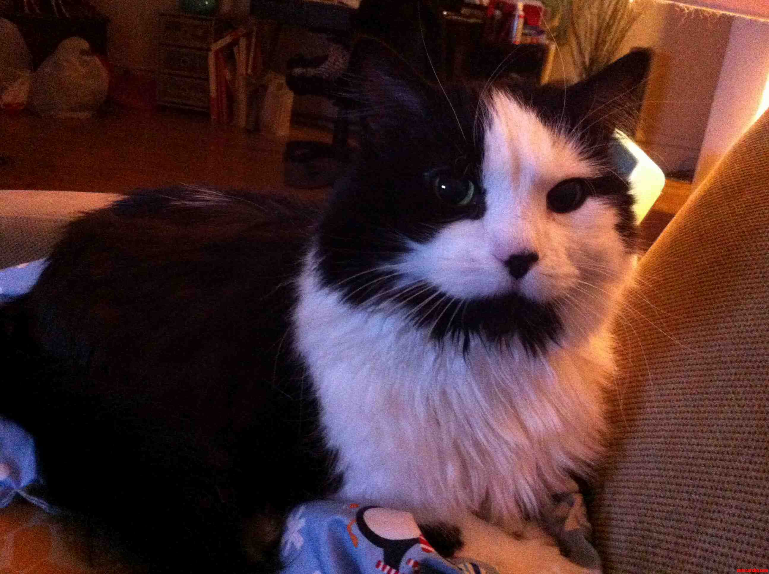 This Is Nin My Eldest. She Purrs When I Pet the Other Cats. She Just Turned 13.