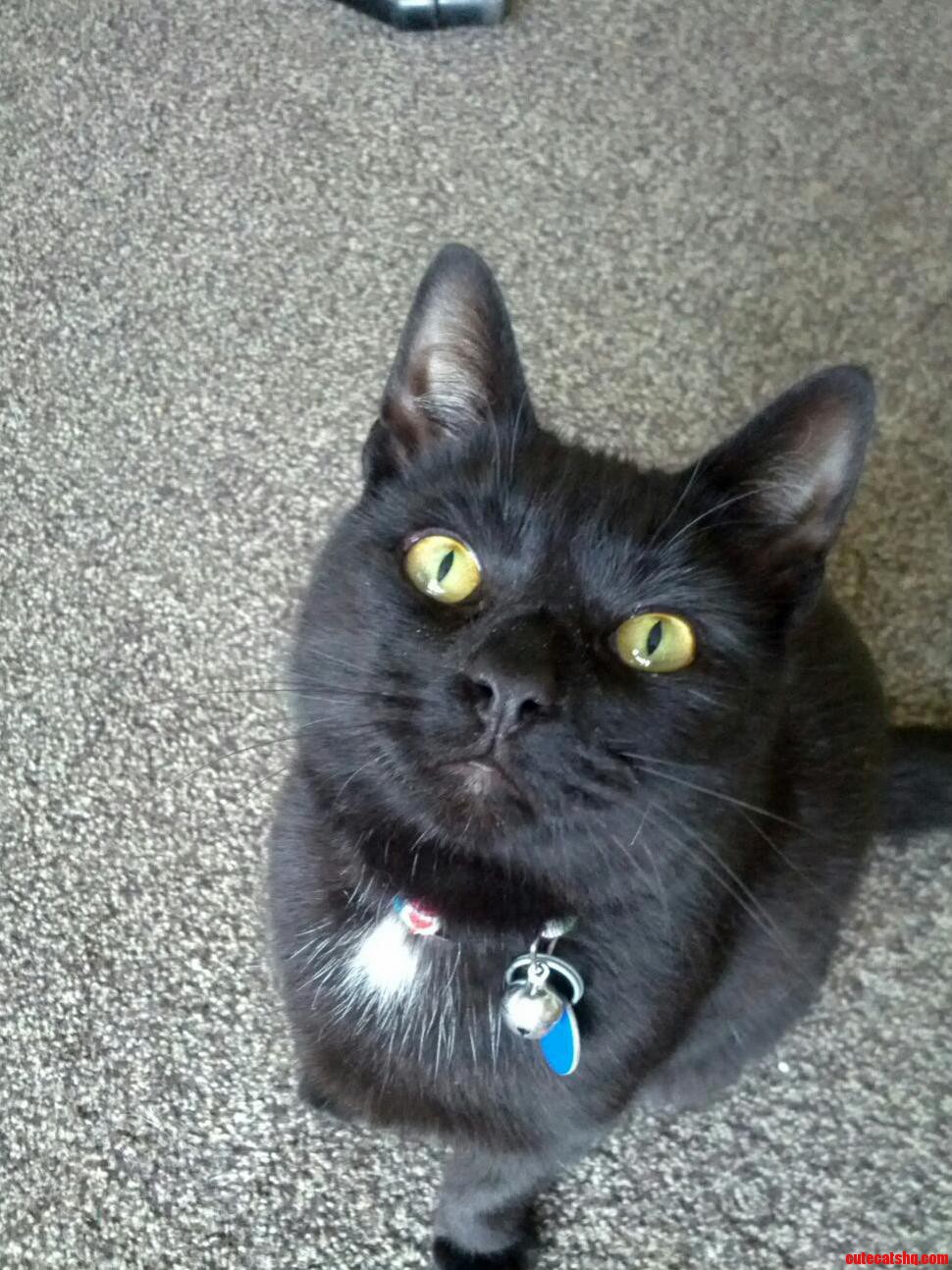 This Is Ollie I Saved Him When He Was Only 3 Weeks Old