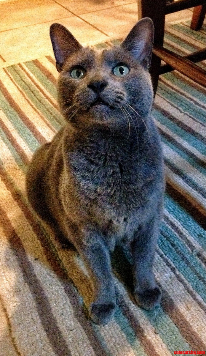 This Is One Majestic Fellow.