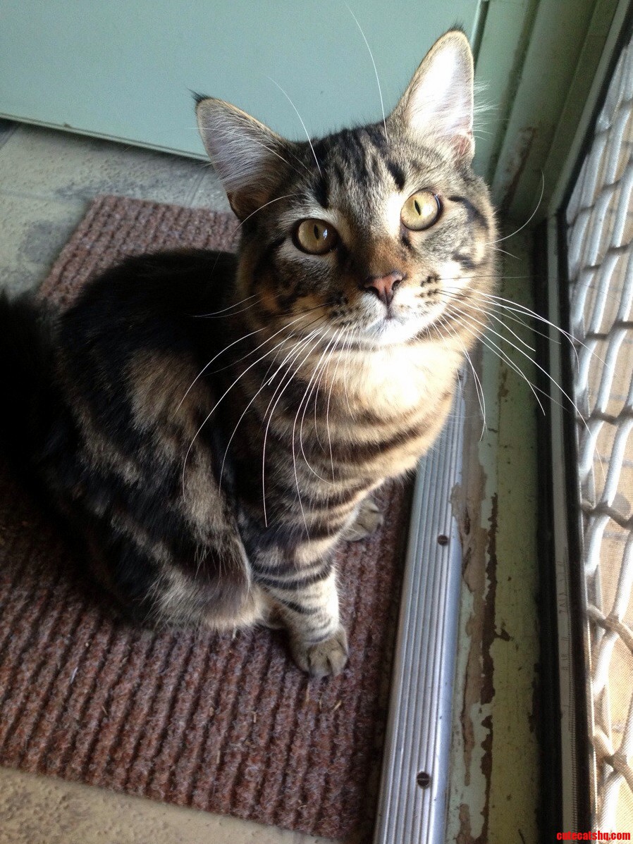 This Is One of My Cats Buddy aka Fluff or the Fluffer Man