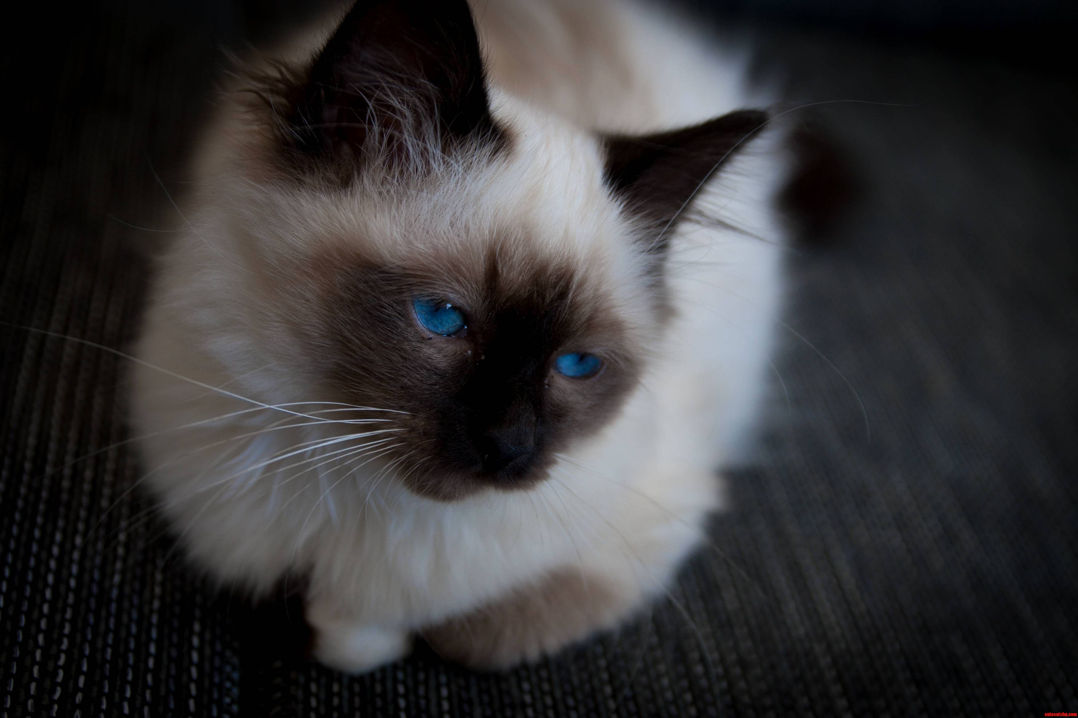 This Is Our New Kitten Hes Still Nameless but Not for Long