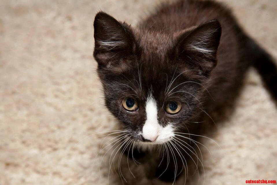 This Is Sam. Sam Would Always Go Outside to Play