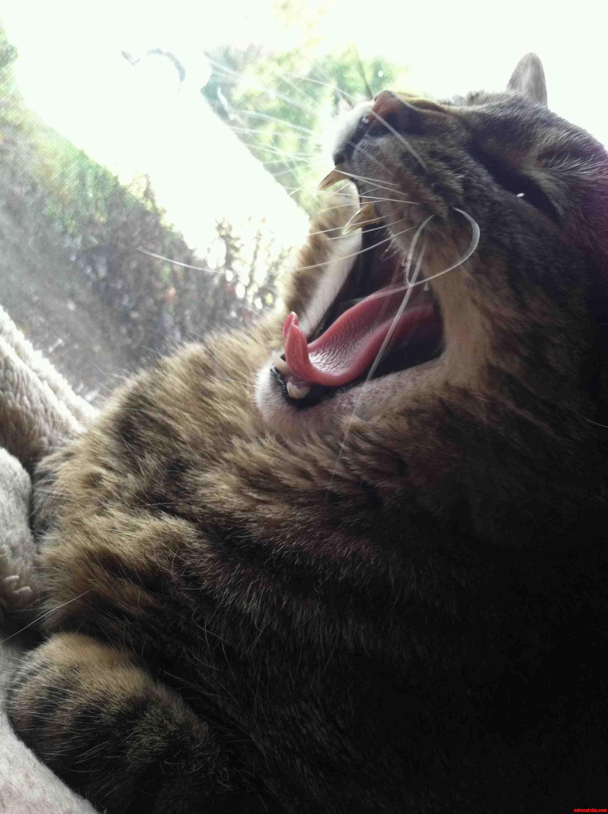 This Is Sparta