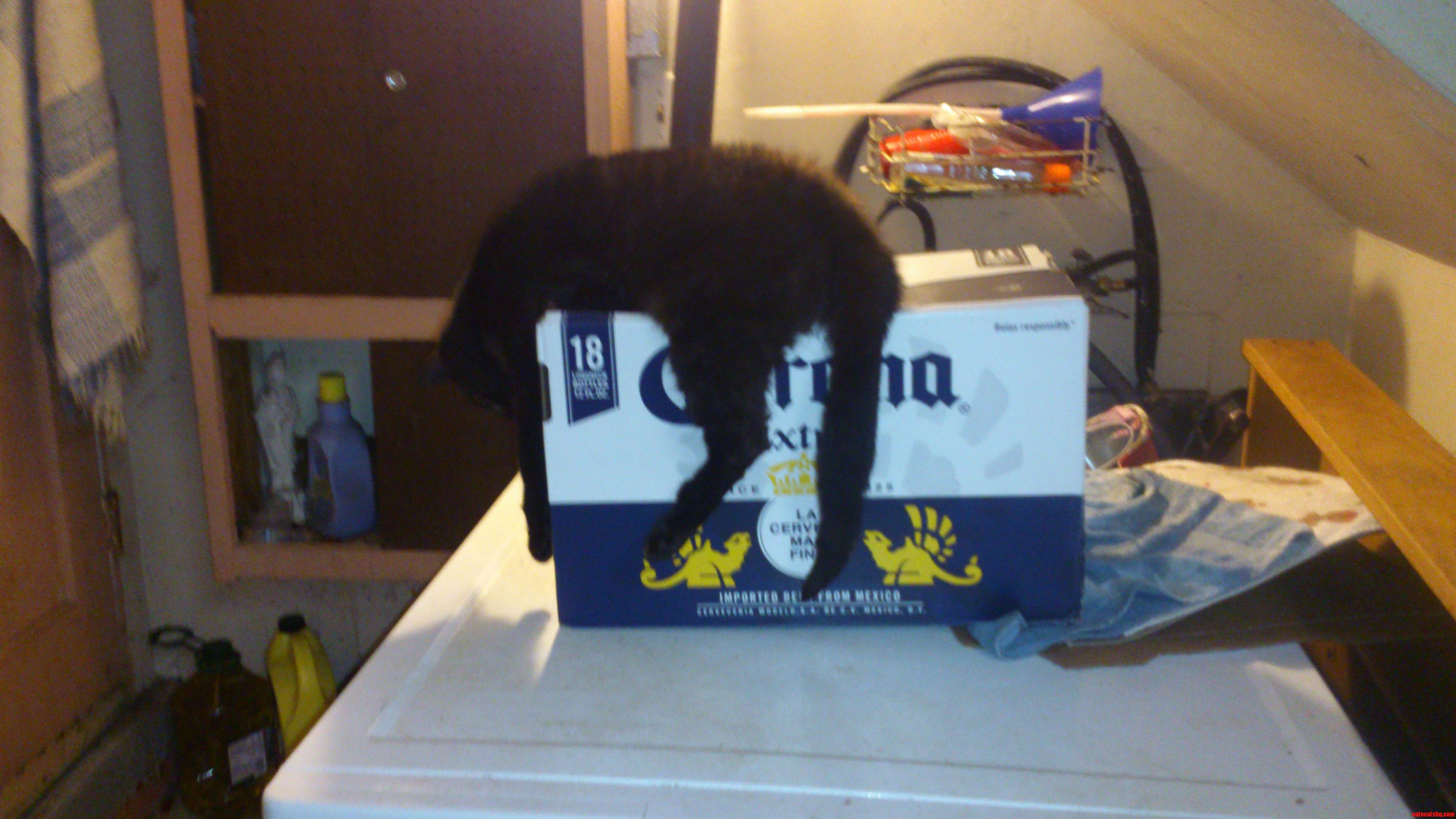 This Is Taz Tired of Us Playing Beerpong All Night.