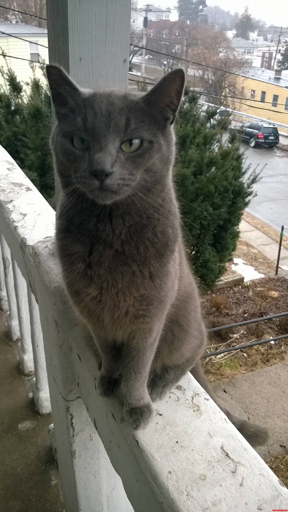 This Is the Stray I Have Been Feeding. Meet Sir Reginaldhandmedown