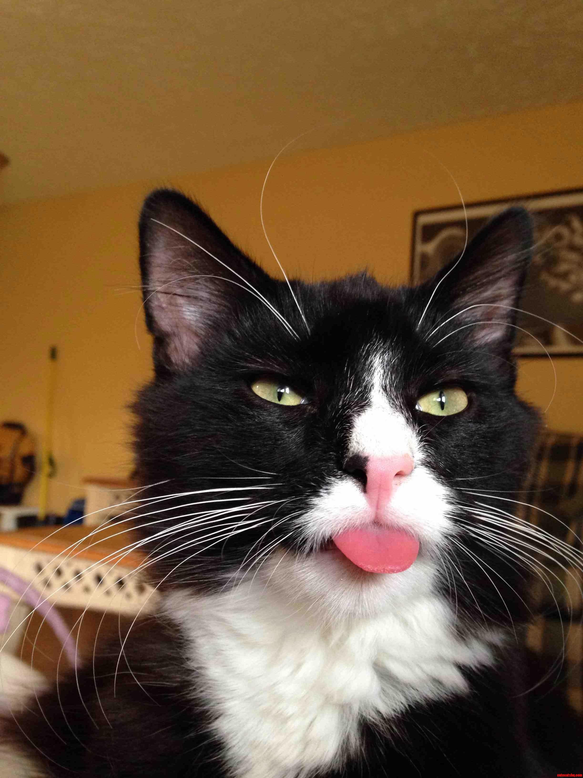 This Is Toby. Hes Pretty Self Explanatory.