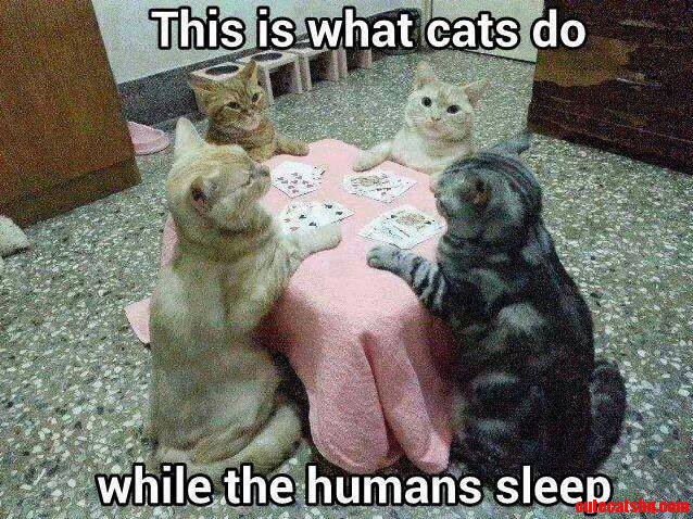 This Is What Cats Do...while the Humans Sleep