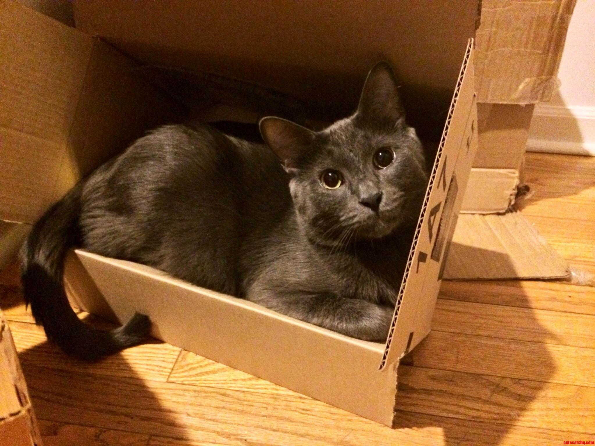 This Is Why I Feel Guilty Throwing Away Boxes