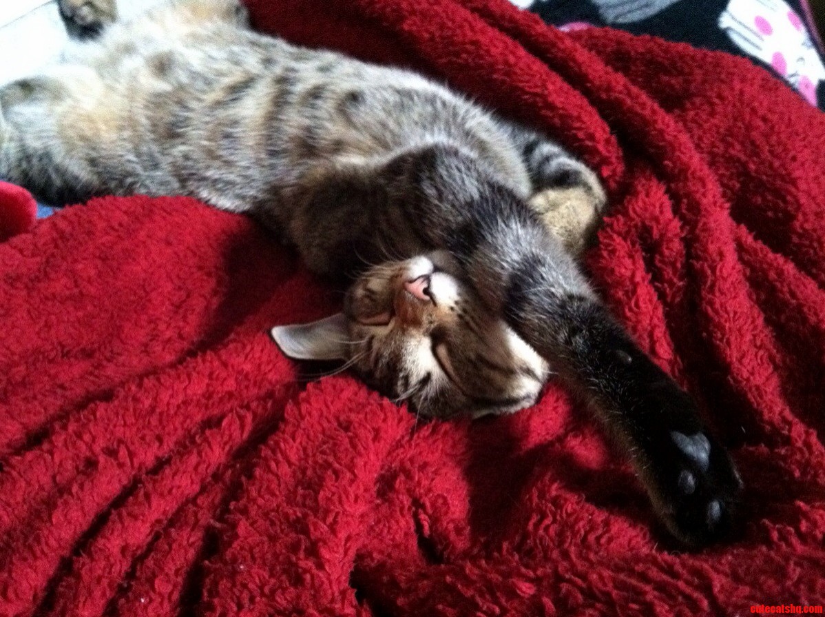 This Is Willow in Nap Form.