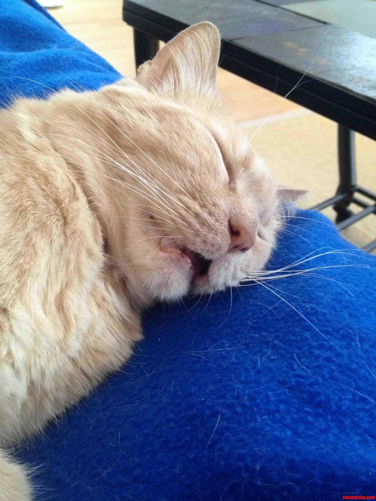 Thomas O Malley Flufferpants Sleeps Like the Dead Hes Not Dead