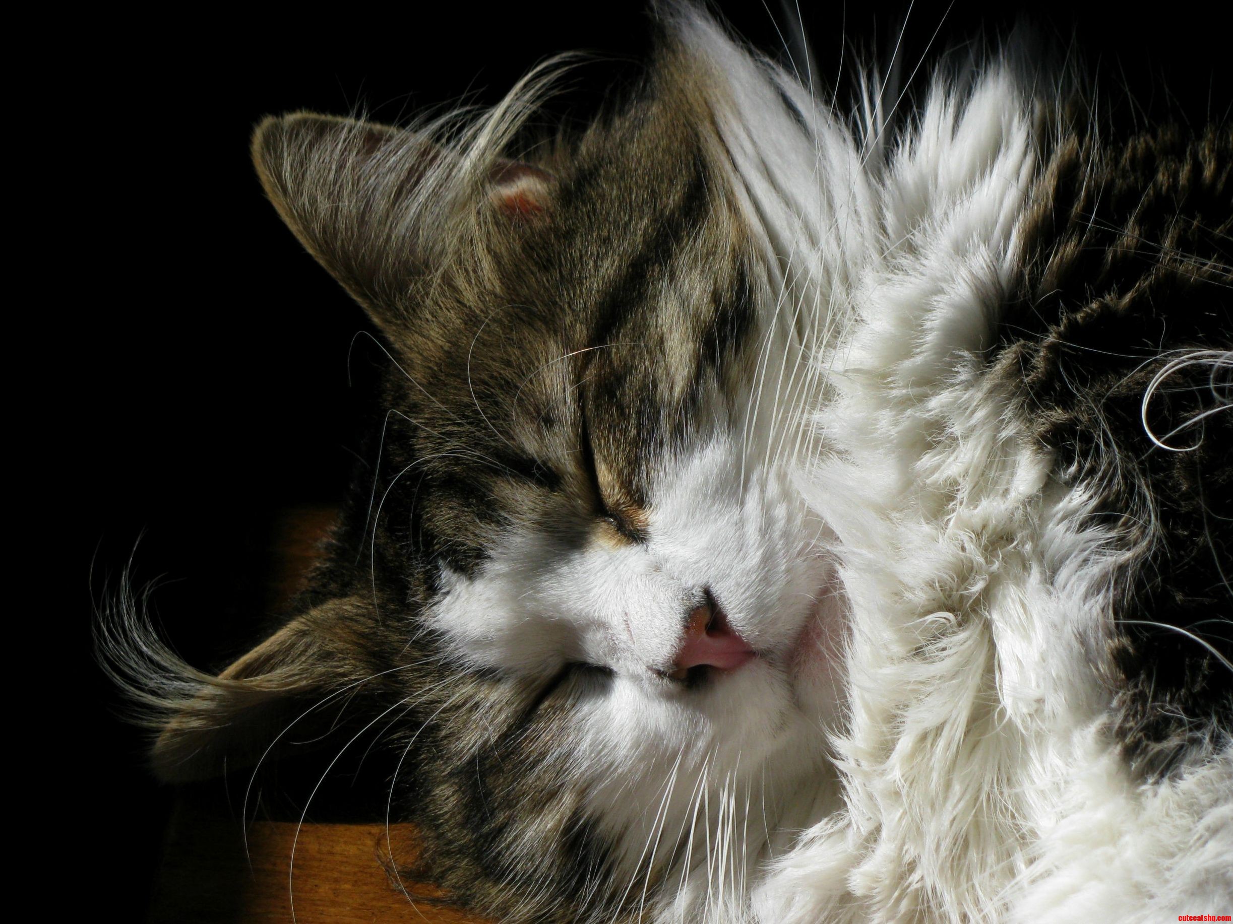 Those Ear Whiskers...
