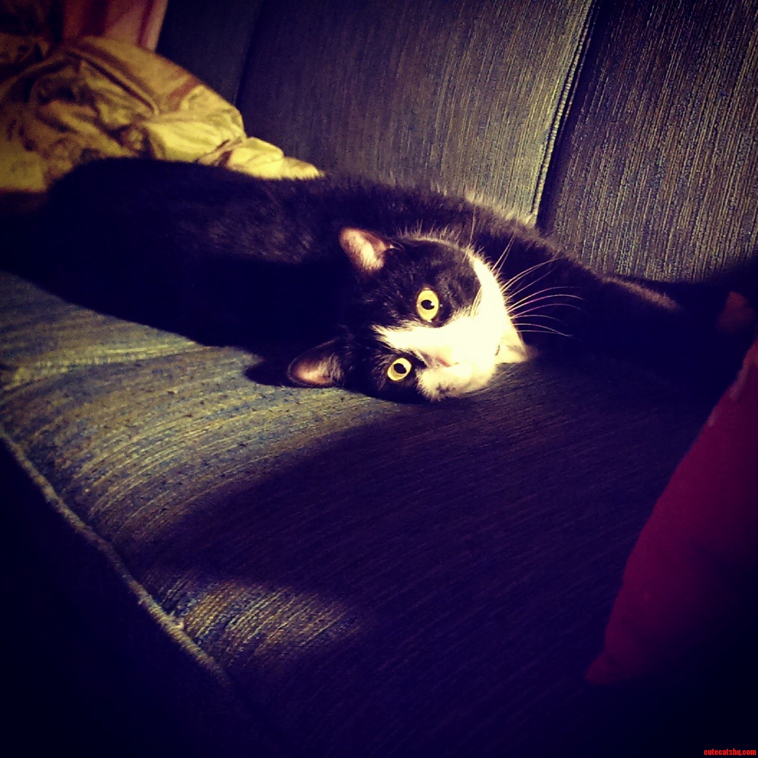 Those Eyes Shes Been Ours for 3 Weeks Now and I Cant Imagine Life Without Her. This Is Miss Jean Parmesan.