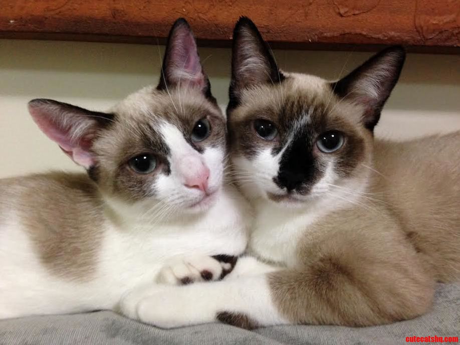 Those Two Really Love Each Other... After We Took the Picture They Slept Like That for Hours