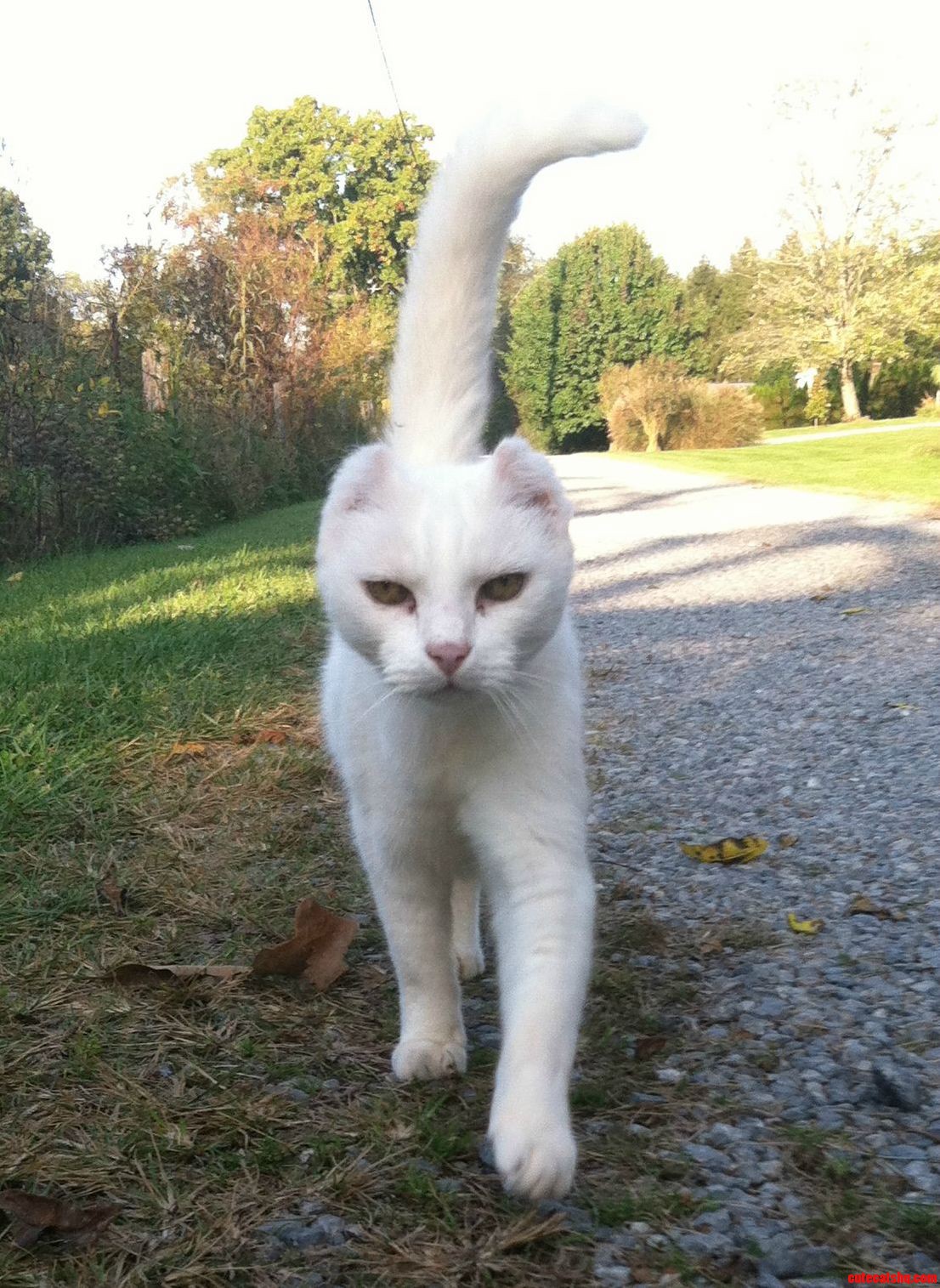 Thumper the Serious Cat