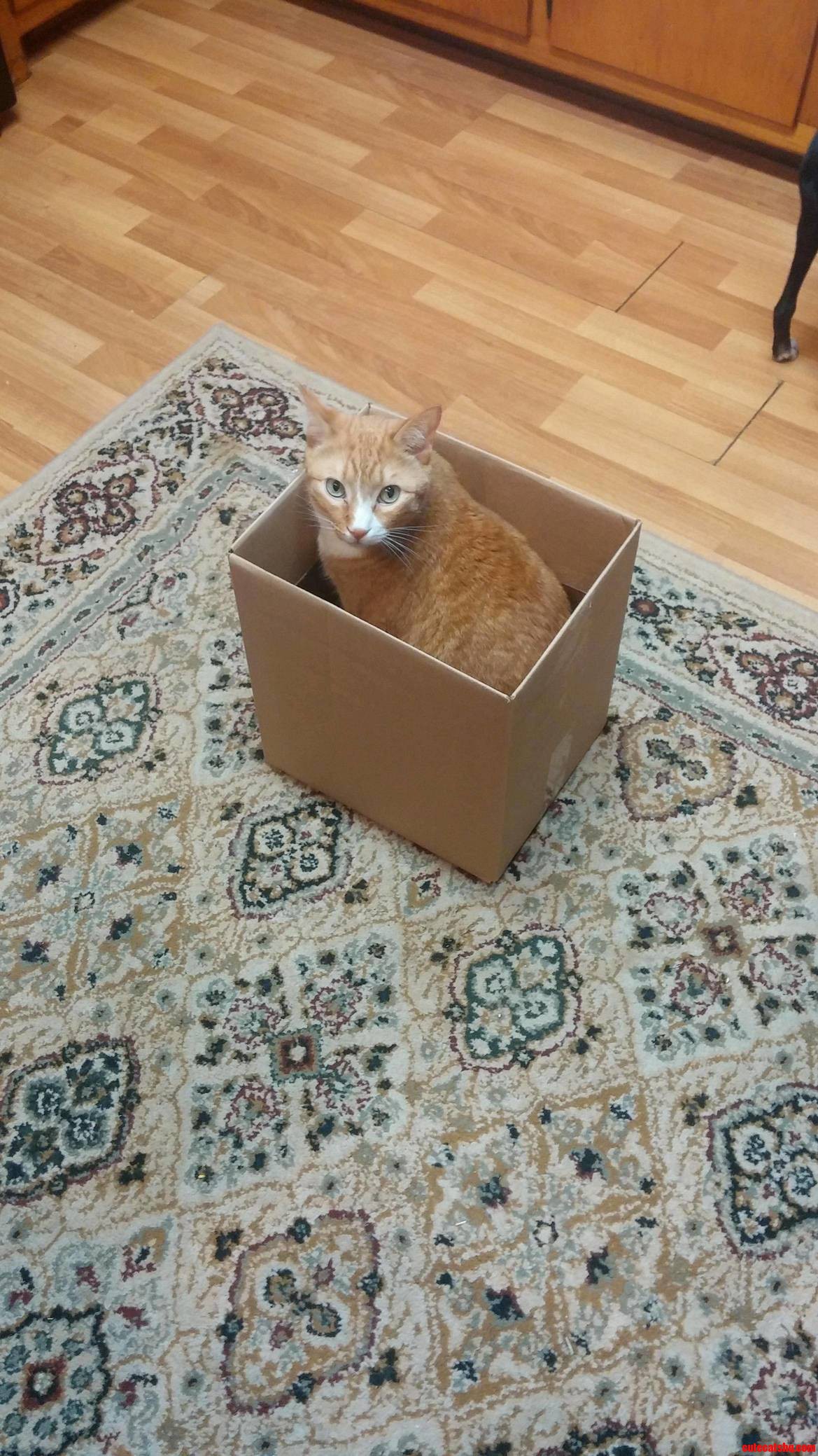 Tigger in a Box.