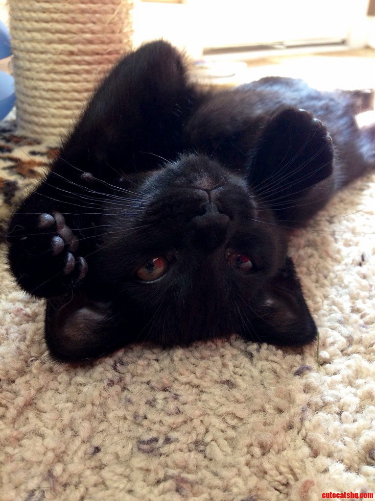 Tiny Likes to Sunbathe.
