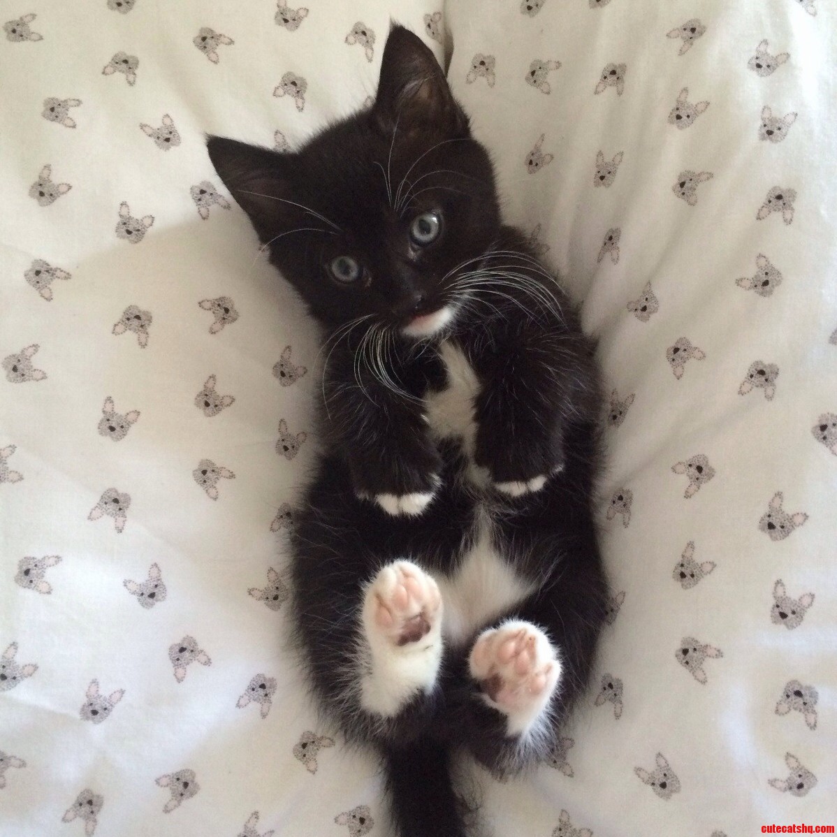 Tiny Ozzy.