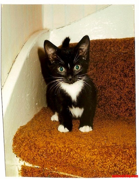 Tiptoe the Cat. 20 Years Ago