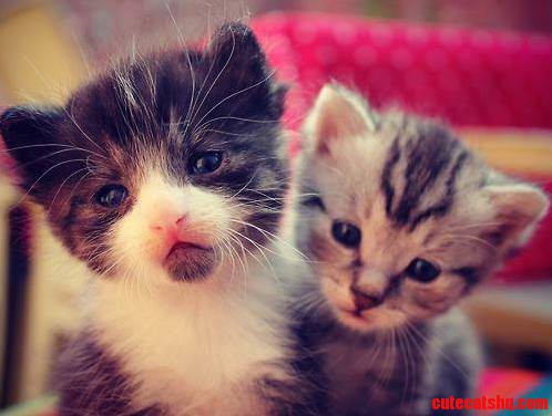 Tired Kittens Want to Sleep 3