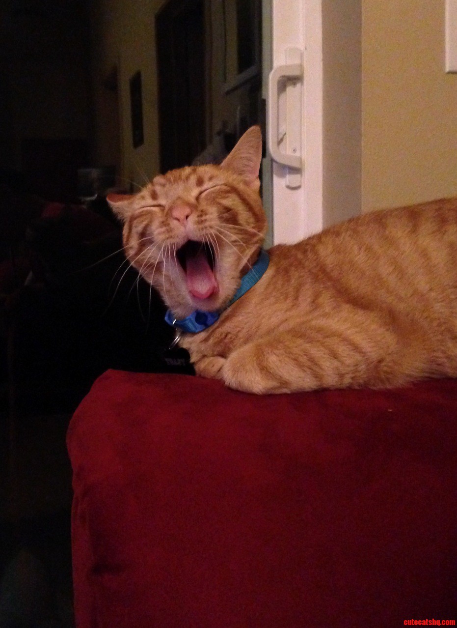 Toast Has Had a Long Day of Napping.