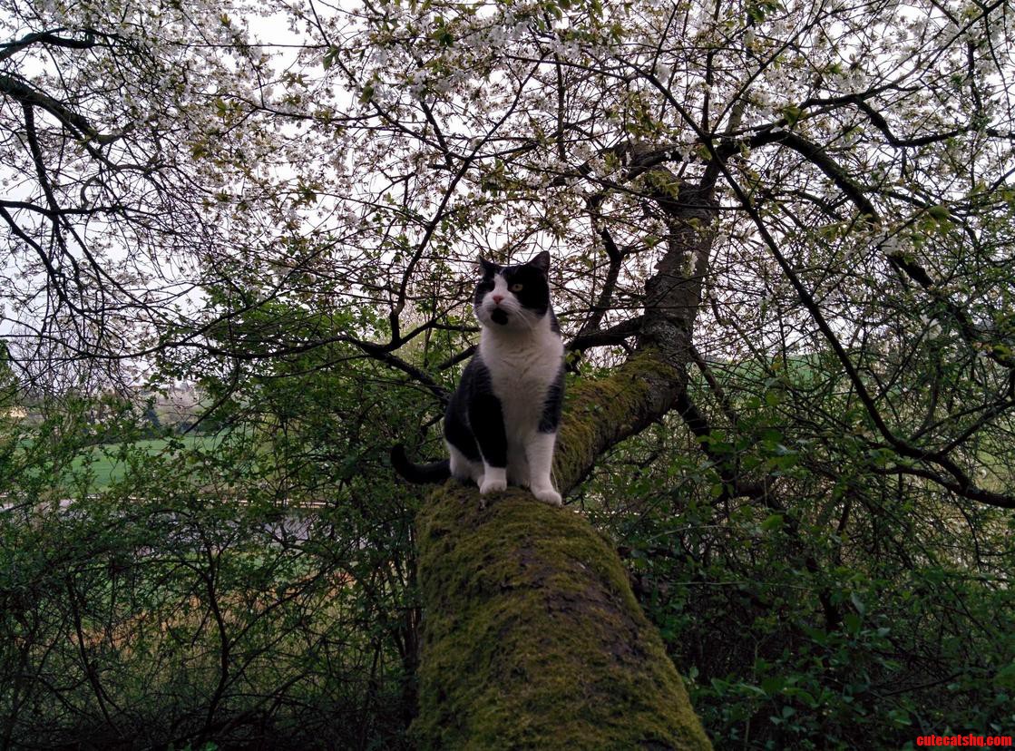 Today I Finally Found Rivigs Secret Hiding Tree.