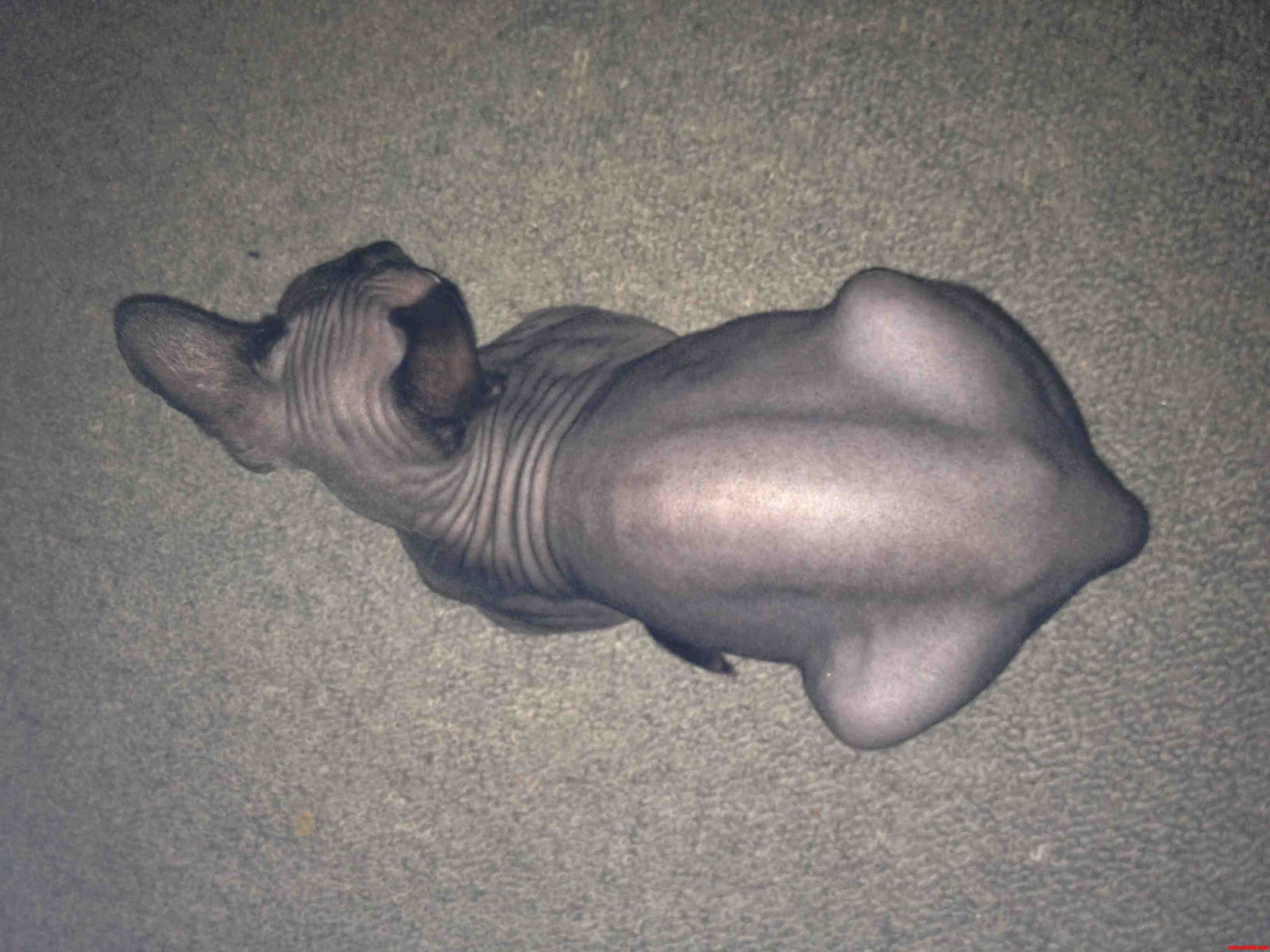 Tok Looks Like a Roast Chicken.