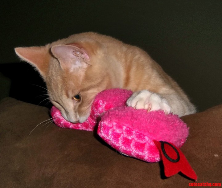 Token Loves This Little Squeaky Snake Dog Toy I Got Him