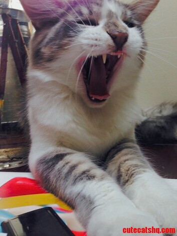 Told My Cat to Get of the Table. This Was His Reaction.