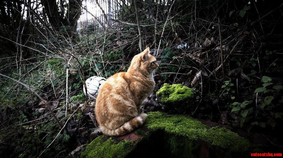 Took a Cool Picture of a Cat at the Train Station Today