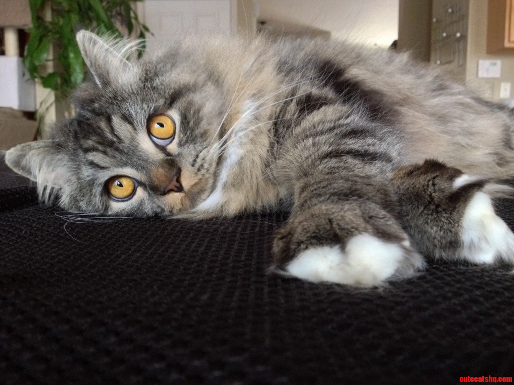 Took a Glamour Shot of My Cat This Morning