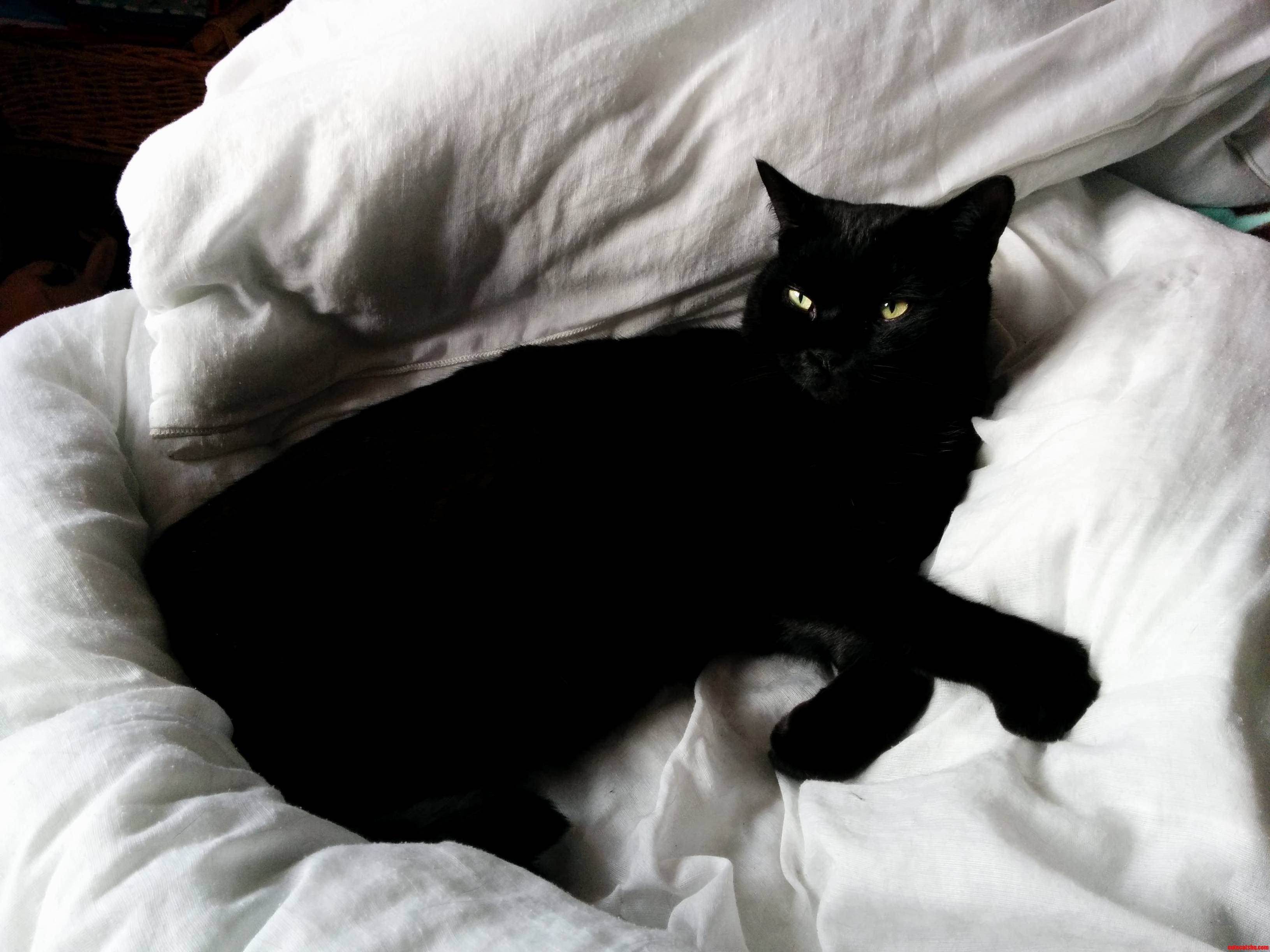 Took a Photo of My Cat Meet Emperor Murmur.
