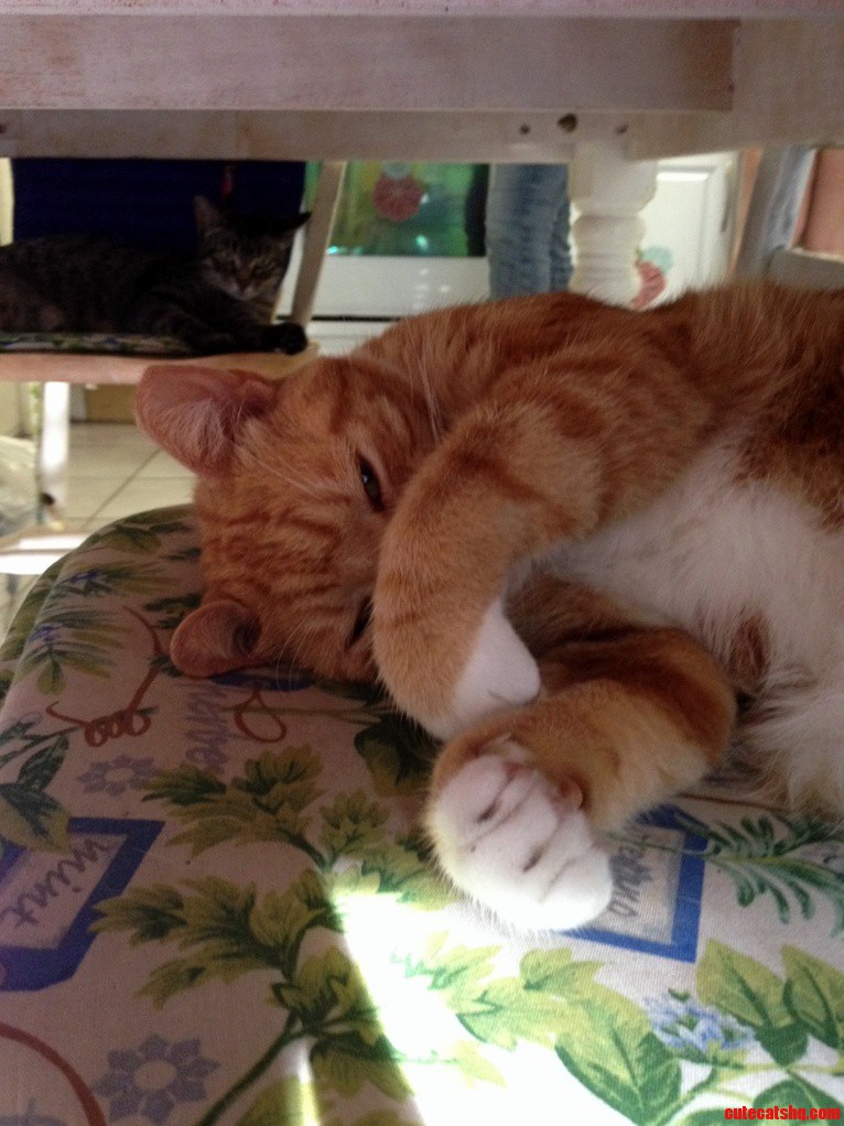 Took a Pic of My Cat Under the Table When.....