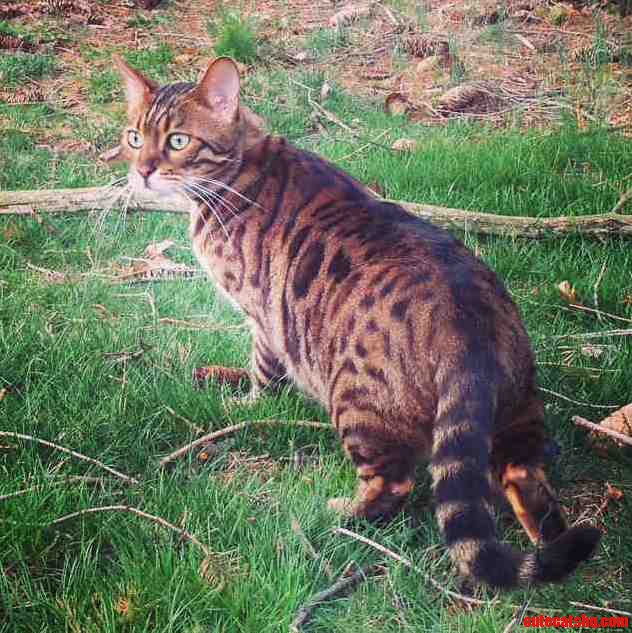 Took My Boyfriends Cat Outside for the First Time This Year
