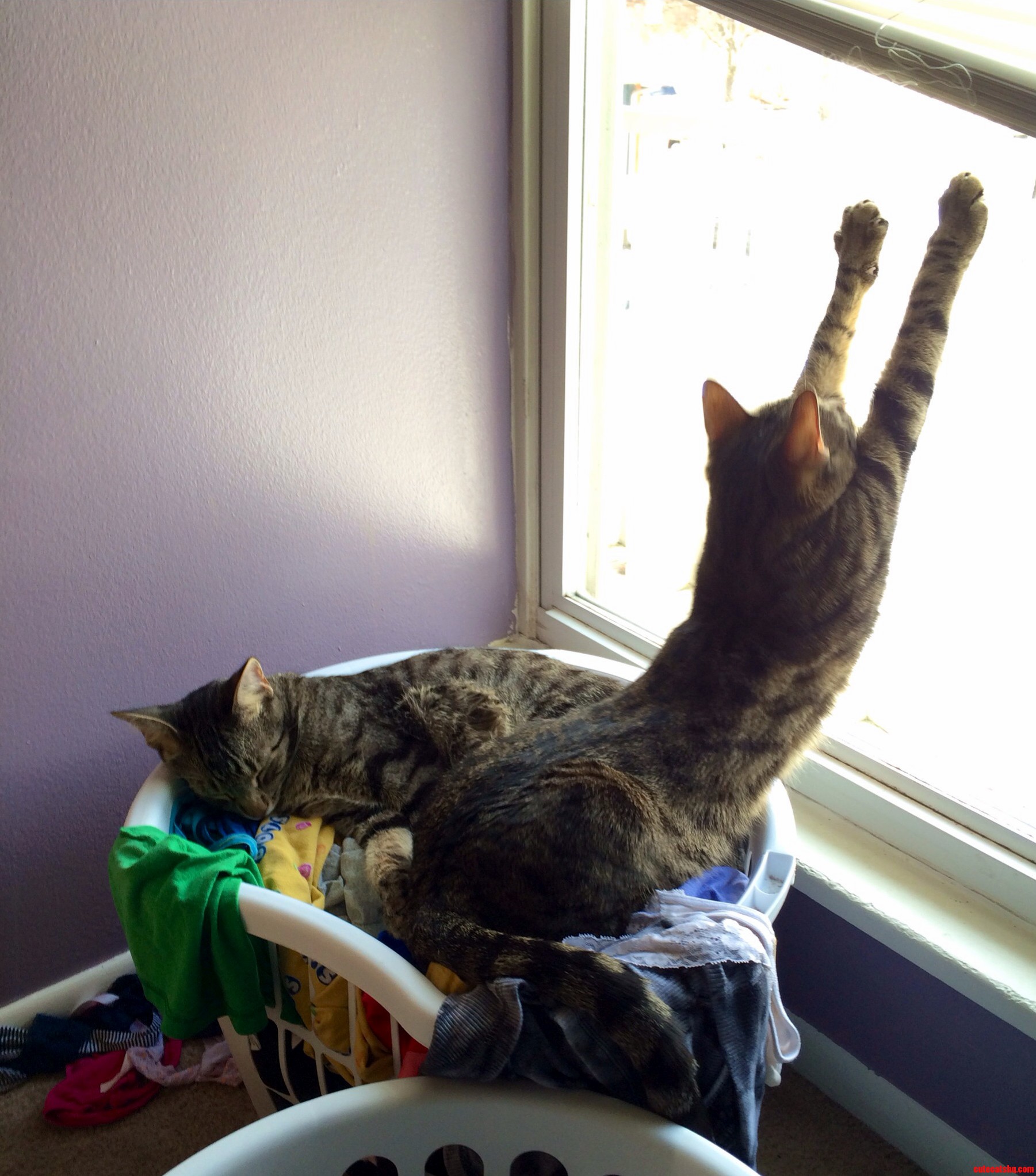 Trying to Do Laundry Makes Me a Fun Sucker I Guess...