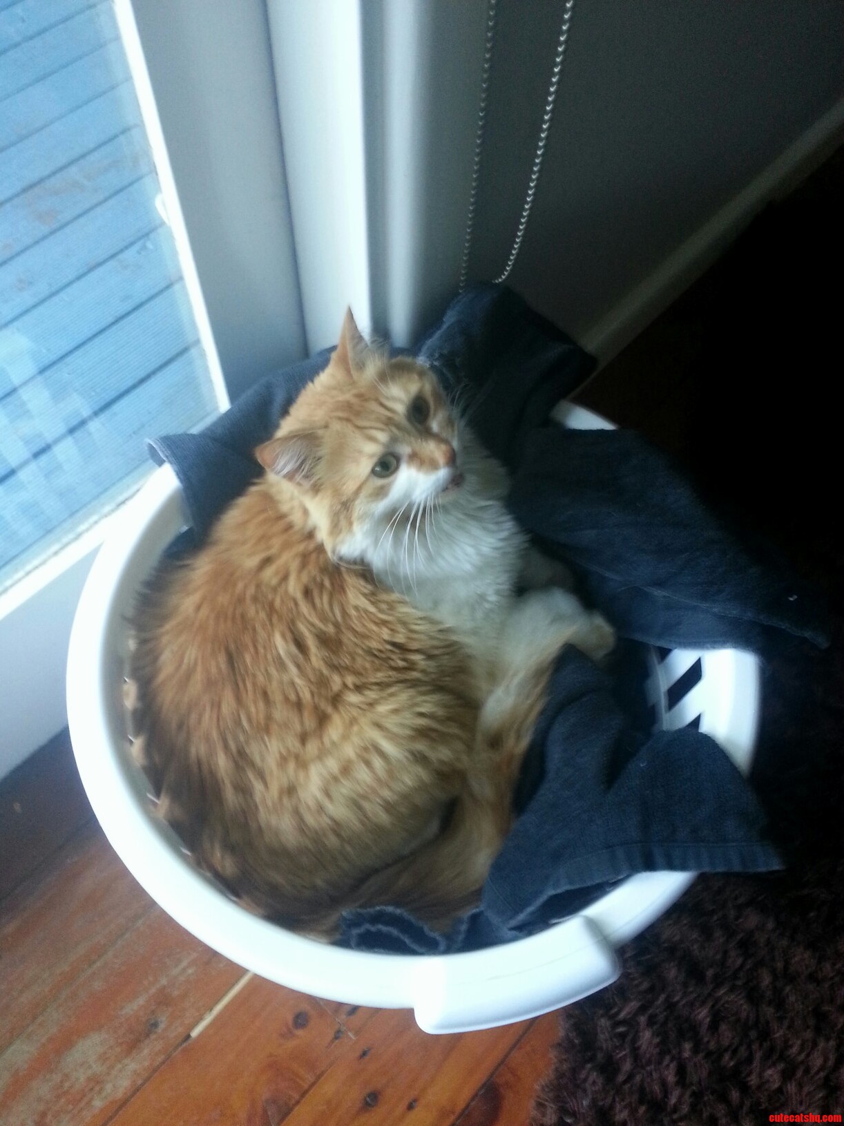 Trying to Figure Out What Breed My Cat Is Can Anyone Help