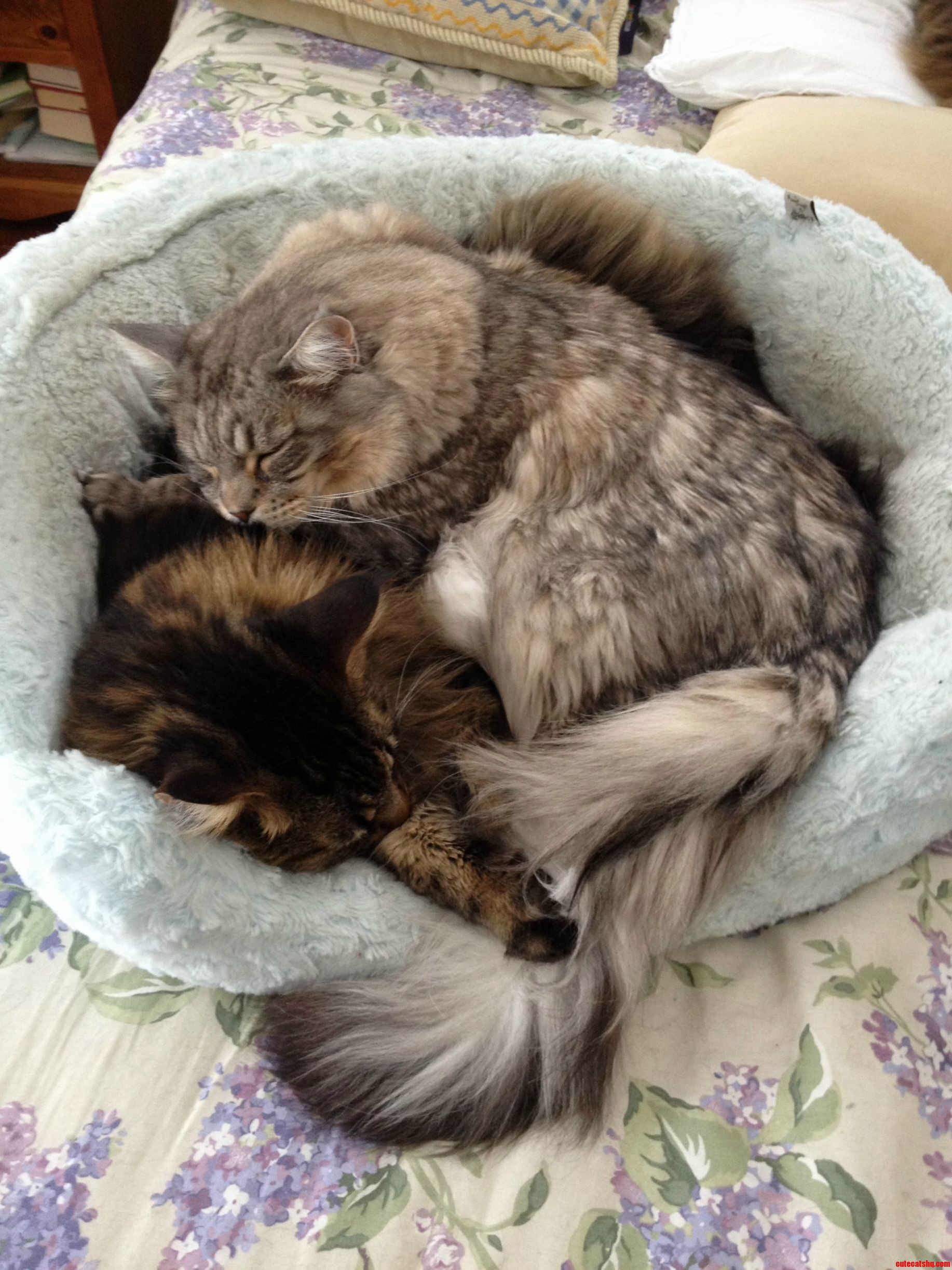 Two of My Maine Coons Keeping Warm