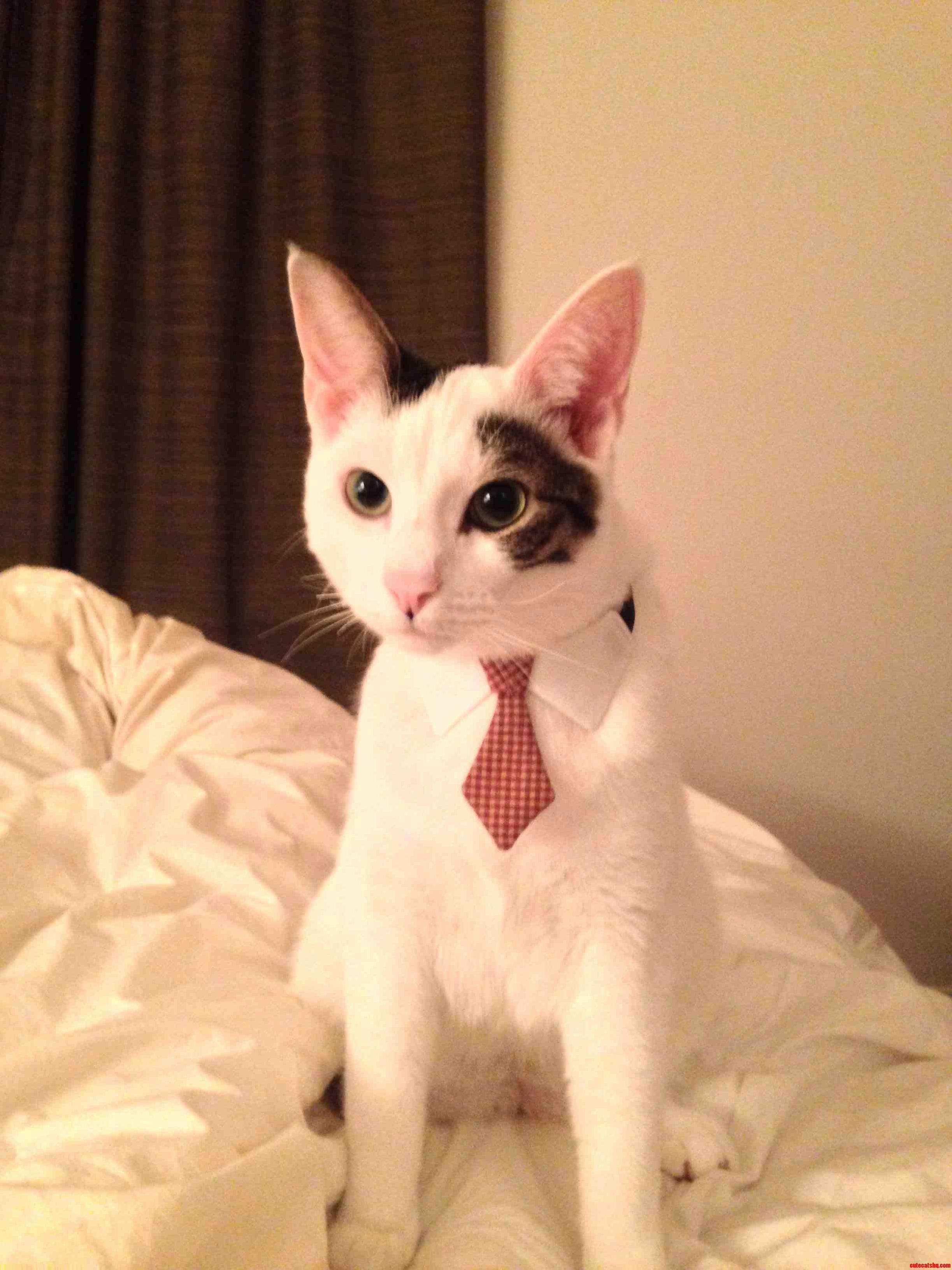 Tyson Is Quite Dapper