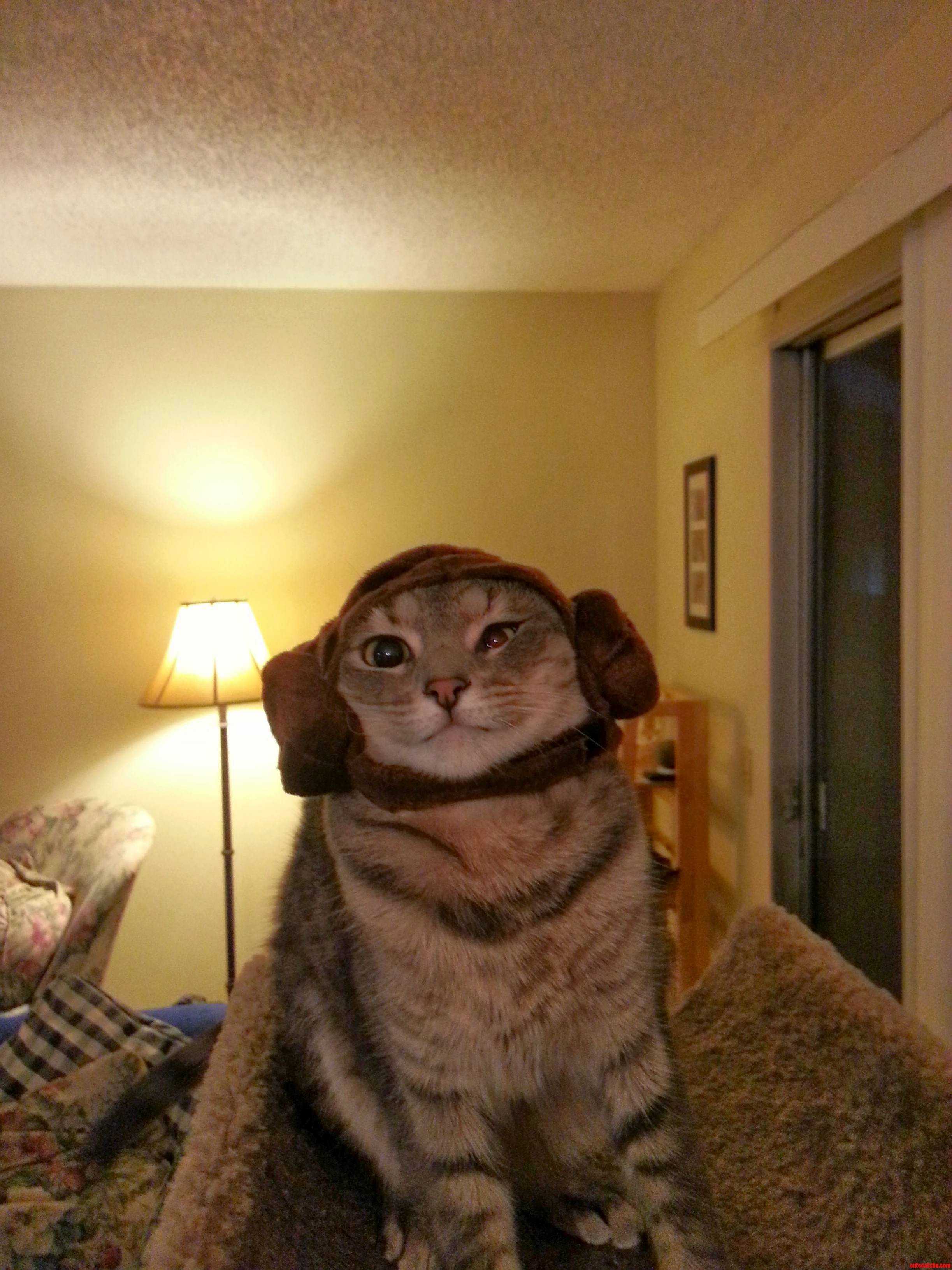 Uspicychickens Princess Leia Cat Pic from the Harrison Ford Ama