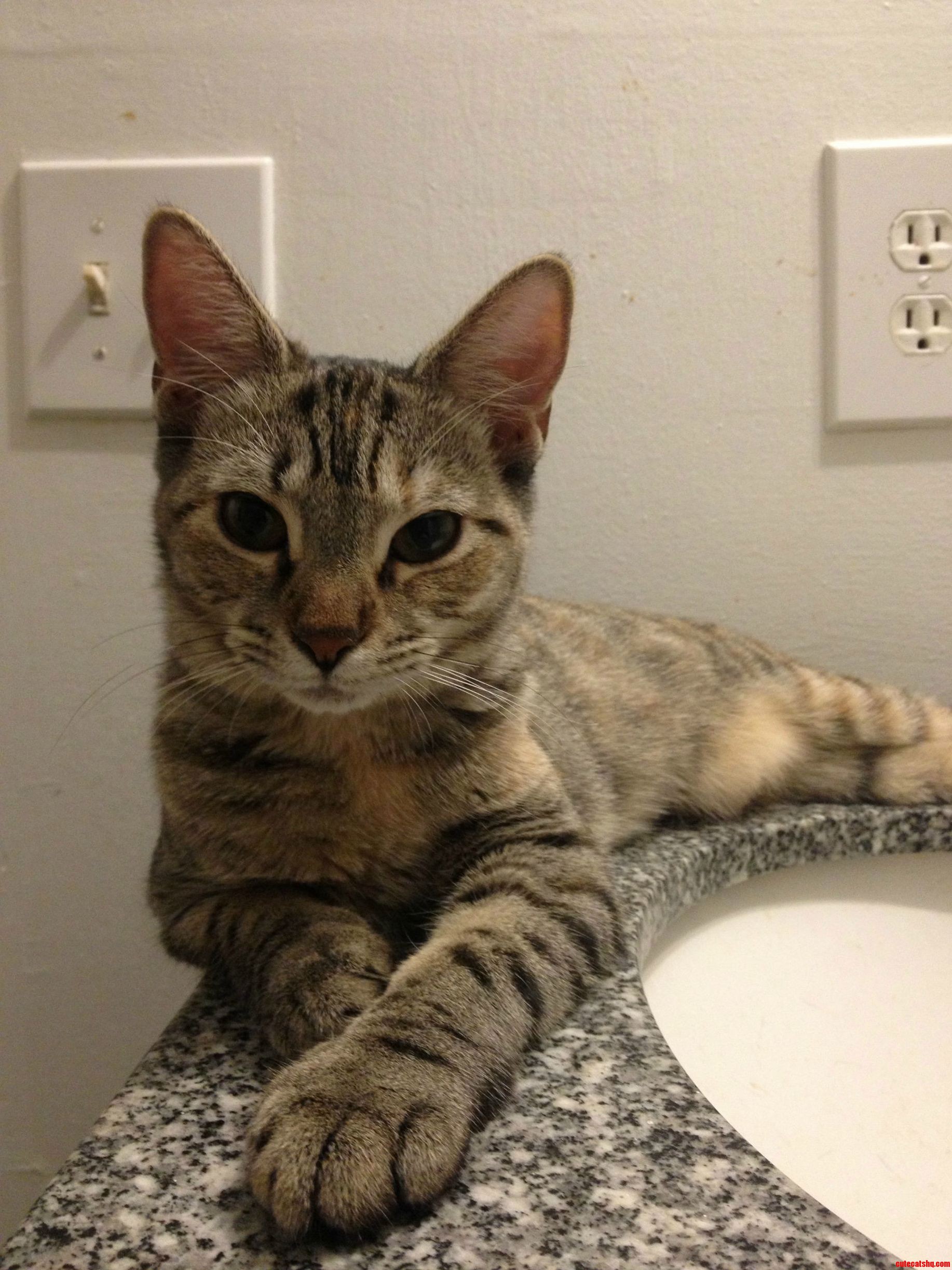 Vet Advice 10 Month Old Cat Has Had Nose Congestion and Lots of Sneezing Her Whole Life