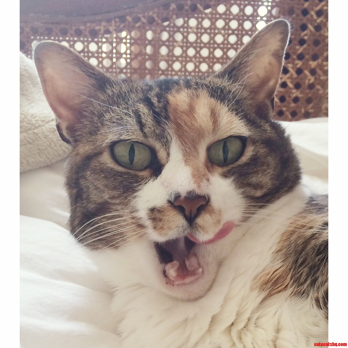 Volley Went Full Derp.