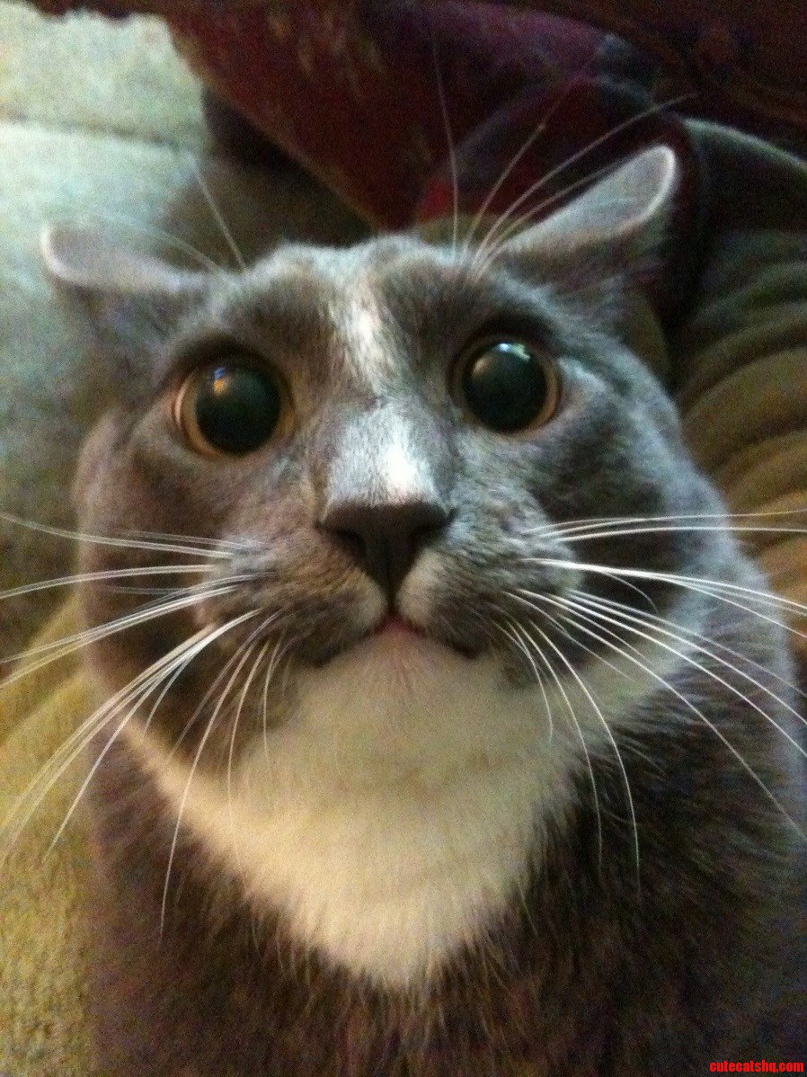Waffle Always Seems to Win the Staring Contests...